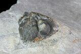 Devonian Ammonite (Anetoceras) - Morocco #68789-2